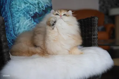 Британская длинношерстная кошка - Tallinn - Животные, Кошки купить и  продать – okidoki