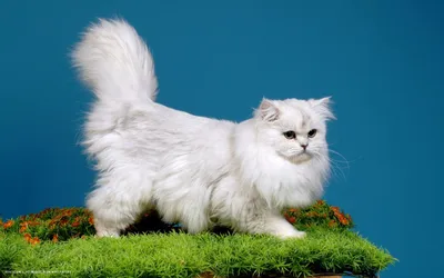 Британская длинношерстная кошка белая - картинки и фото koshka.top
