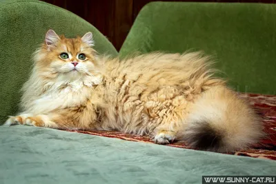 Британский длинношерстный котенок Ulrika Glory SunRay #1536 - SunRay