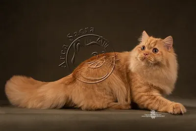 Британская длинношерстная кошка рыжая - картинки и фото koshka.top