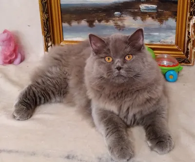 Британскую длинношерстную кошку купить в Москве