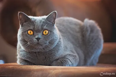 Порода кошек — Британская короткошерстная » CNUKEP.RU