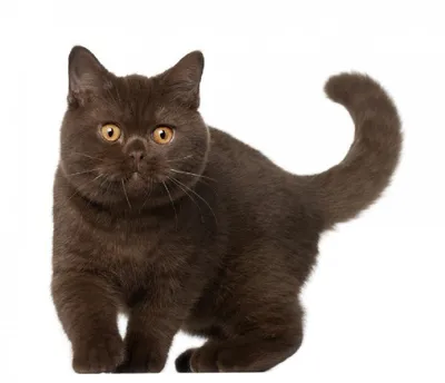 Британская короткошерстная кошка — КОЛЖ \"Зоохобби\"