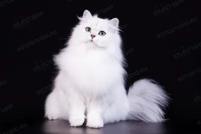Британская длинношёрстная кошка белая - 63 фото