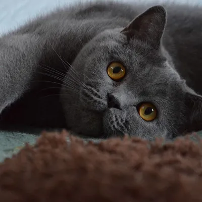 Британская кошка впервые увидела сфинкса – видео ее забавной реакции