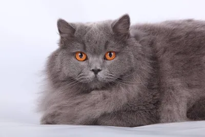 Британская длинношерстная кошка - картинки и фото koshka.top
