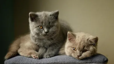 Лиловый окрас британских кошек. Лиловый британец: фото, стандарт окраса.  Фото лиловых британских котят, котов, кошек. Британский лиловый котенок,  кот, кошка.