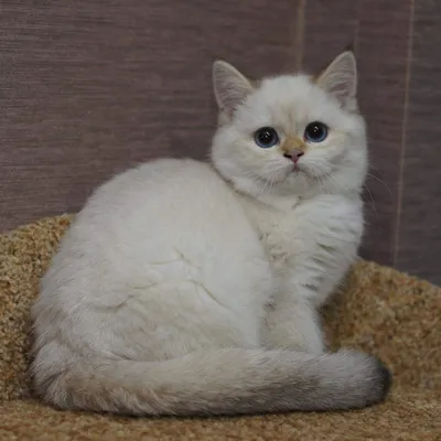 Британская короткошерстная кошка - Породы кошек