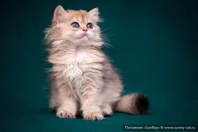 Британская длинношерстная кошка котята - картинки и фото koshka.top