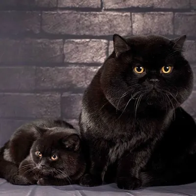 Черные короткошерстные кошки (57 лучших фото)