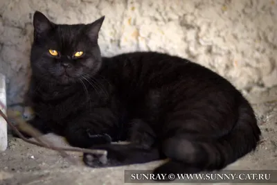 Кошка черный британец - картинки и фото koshka.top