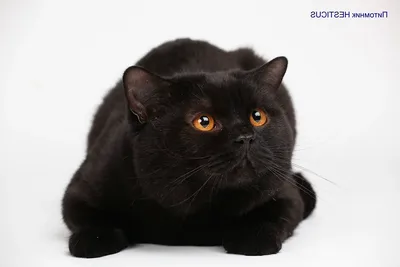 Питомник черных британских кошек \"Jetstone\" - Солидные Британские котята -  ✓Available!/Доступен для резервирования! Черный британский кот Tamerlan  Black Jetstone ❤️ Born: 21.05.2020 F: CH. Jonatan from Askar's City M: CH.  Galaxy Luna