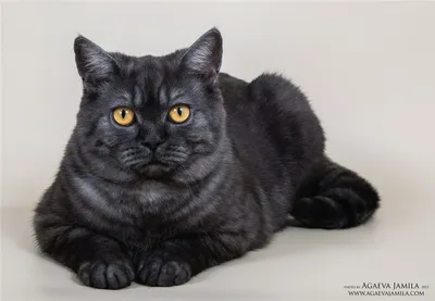 Британская вислоухая черная кошка - картинки и фото koshka.top