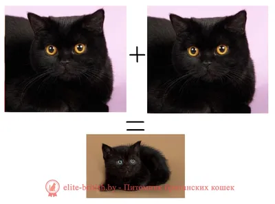 Британские кошки черного окраса - картинки и фото koshka.top