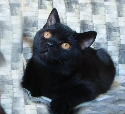 Британская короткошерстная кошка — КОЛЖ \"Зоохобби\"