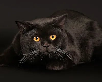 Кот черный дым - картинки и фото koshka.top