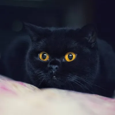 Британский черный кот с желтыми глазами Стоковое Изображение - изображение  насчитывающей меховой, пушисто: 206943157