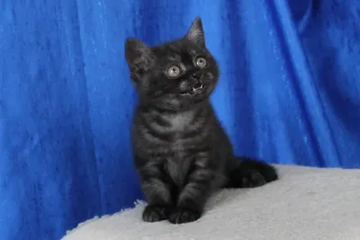 Купить британского котенка, девочку, черного окраса, короткошёрстная.