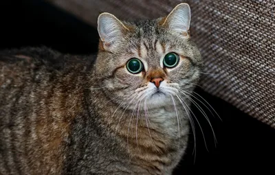 Черный кот с желтыми глазами - 50 фото