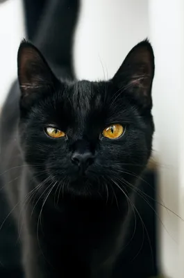 Черная пушистая кошка порода - картинки и фото koshka.top