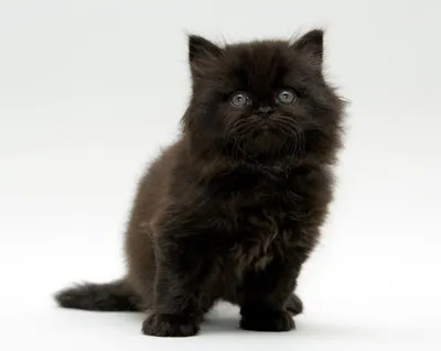 Британский черный кот с желтыми глазами Стоковое Фото - изображение  насчитывающей великобританское, смешно: 206943158
