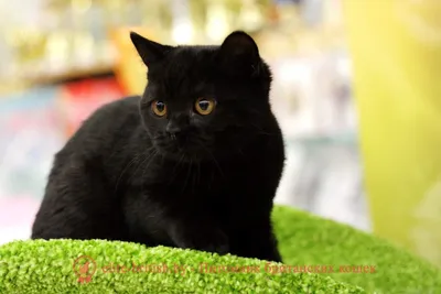 Черные коты британской породы - картинки и фото koshka.top