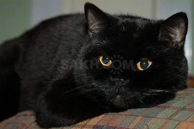 Британский черный кот фото