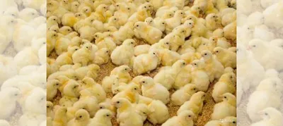 Цыплята бройлеры кобб 500 купить в Нижнем Новгороде | Животные и зоотовары  | Авито