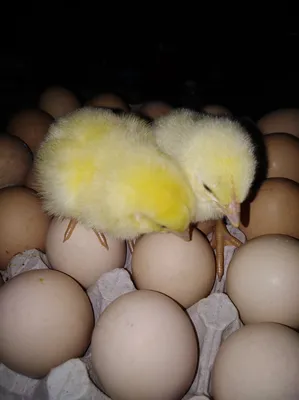 Инкубационное яйцо Бройлера КОББ-500 молодка (Украина), цена 7.50 грн —  Prom.ua (ID#1521955681)