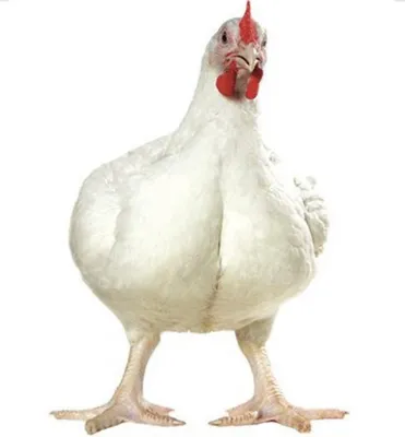 Цыплята Бройлер Кобб 500, цена 65 руб. купить в Энеме