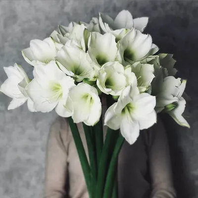9 белых амариллисов в букете | Бесплатная доставка цветов по Москве