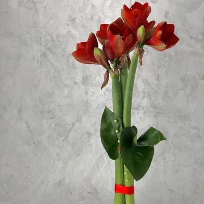 Букет из амариллисов, Цветы и подарки в Чебоксарах, купить по цене 1500  руб, Цветы для интерьера в Айва с доставкой | Flowwow