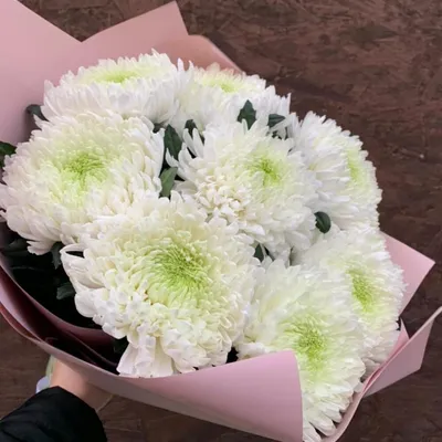 Букет из 7 белых больших Хризантем, Flowers \u0026 Gifts Saint Petersburg, buy  at a price of 3300 RUB, Mono Bouquets on Daniellaspb with delivery | Flowwow
