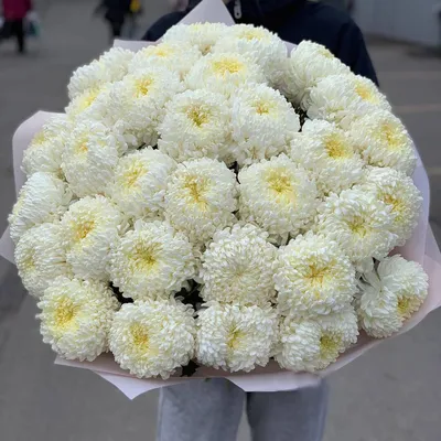 29 белых крупных хризантем | Бесплатная доставка цветов по Москве