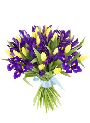 Букет из 24 желтых тюльпанов и 25 фиолетовых ирисов купить в Твери по цене  4880 рублей | Камелия