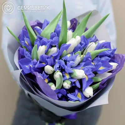 Букет из 15 синих ирисов и 20 белых тюльпанов купить в СПб в  интернет-магазине Семицветик✿