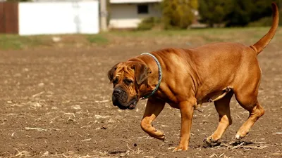 Бурбуль - описание породы собак: характер, особенности поведения, размер,  отзывы и фото - Питомцы Mail.ru