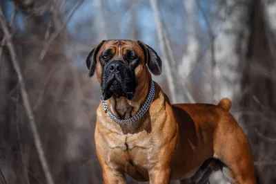Фото бурбуль, большая собака, южно-африканский бурбуль, собаки - бесплатные  картинки на Fonwall