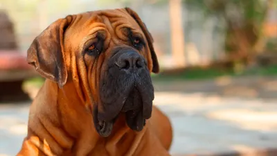 Порода собак Бурбуль - описание, характер, характеристика, фото  Южноафриканских Бурбулей и видео, цена