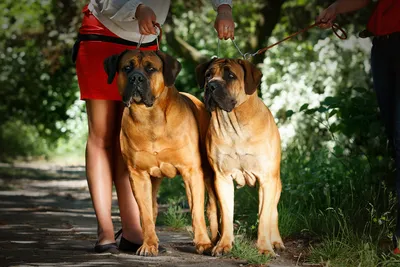 SOBAKI.PRO | Породы собак | Южноафриканский бурбуль | Фото 58051