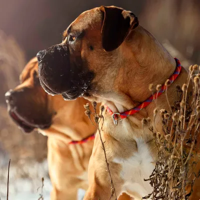 SOBAKA.LV | Породы собак | Южноафриканский бурбуль | Фото 83345