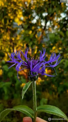 Василёк горный (Centaurea montana) - «Какое растение может вытеснить пырей  и люпин? ВАСИЛЁК горный! Европейский гость, который уже давно прижился и  обжился в средней полосе России. Может стать СОРНЯКОМ. » | отзывы