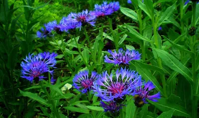 Василёк горный (Centaurea montana) - «Какое растение может вытеснить пырей  и люпин? ВАСИЛЁК горный! Европейский гость, который уже давно прижился и  обжился в средней полосе России. Может стать СОРНЯКОМ. » | отзывы