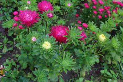 Василек посевной /Centaurea cyanus - «Самые красивые сорта василька  посевного. Символ удачи. Уход и агротехника. » | отзывы