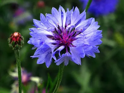 Васильки цветы - фото и описание, как выглядят многолетние полевые и садовые  васильки