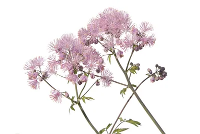Василистник водосборолистный (Thalictrum aquilegiifolium) | BOTSAD.BY