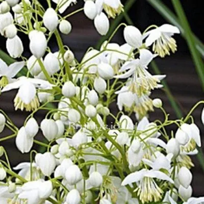 Thalictrum splendide white — Плідник Круглик
