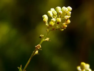 Василистник блестящий - удивительное растение | ЦМИН