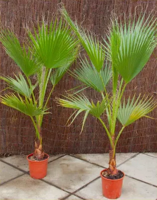 Вашингтония пальма - уход и выращивание в домашних условиях