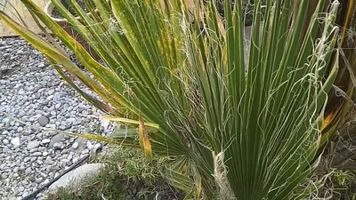 ВАШИНГТОНИЯ НИТЧАТАЯ (Washingtonia filifera) в открытом гунте - YouTube